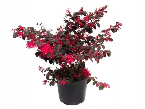  HIT BLACK PEARL * LOROPETALUM CHINENSE rdeči grm SEADEK 40 CM