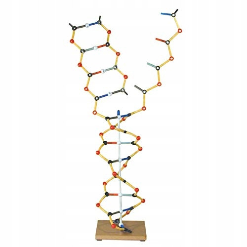  Cochranes of Oxford DNA - RNA model