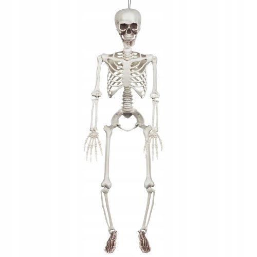  VISEČI DEKORACIJA SKELETON 91 CM HALLOWEEN Skeleton