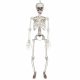  VISEČI DEKORACIJA SKELETON 91 CM HALLOWEEN Skeleton