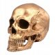  1PC Akcijska figura Lobanja Halloween Skull Prop