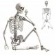  SKELETON viseči okostnjak strašna HALLOWEEN dekoracija 170CM